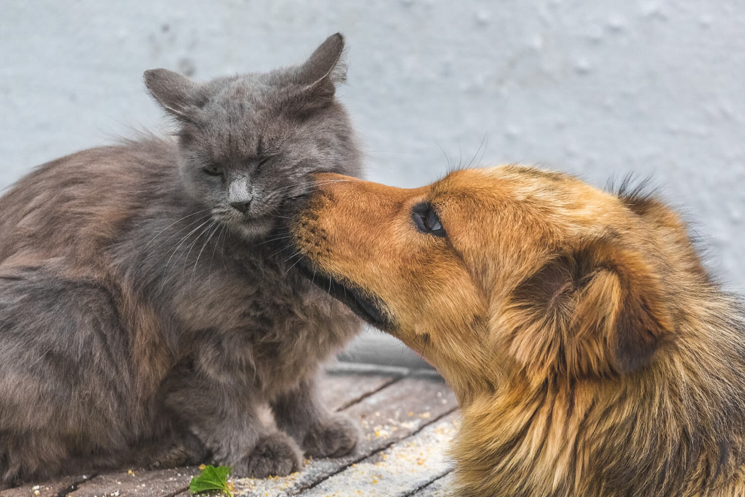 Birbirini Seven Kedi ve Köpek